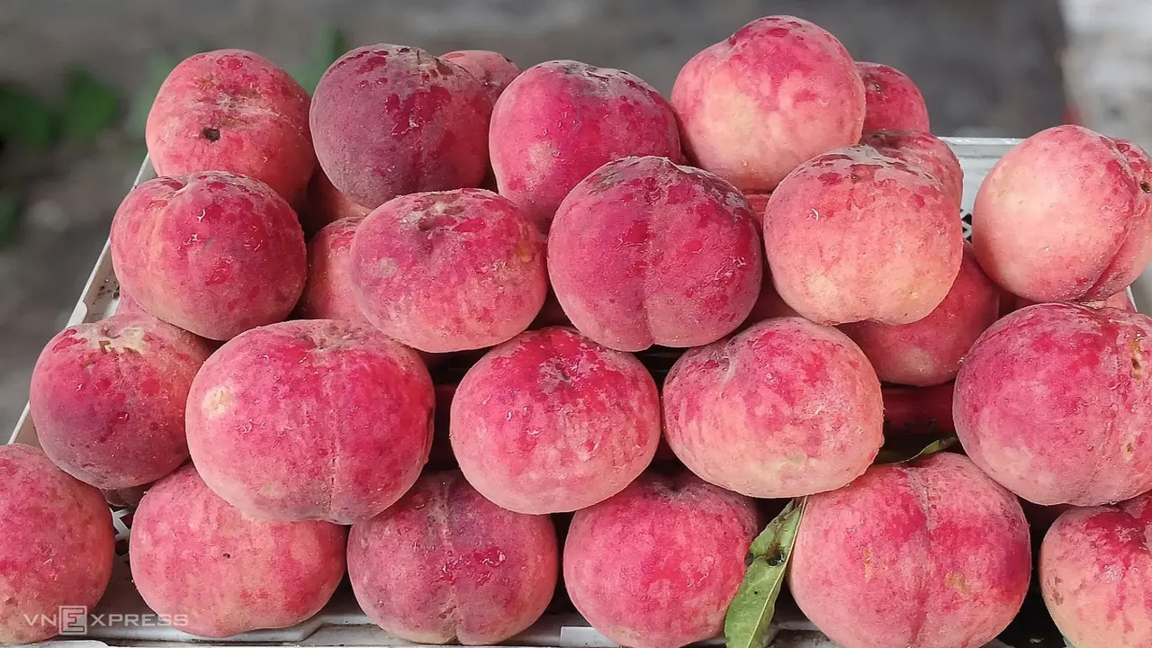 Đào tiên Trung Quốc giá thấp chưa từng có