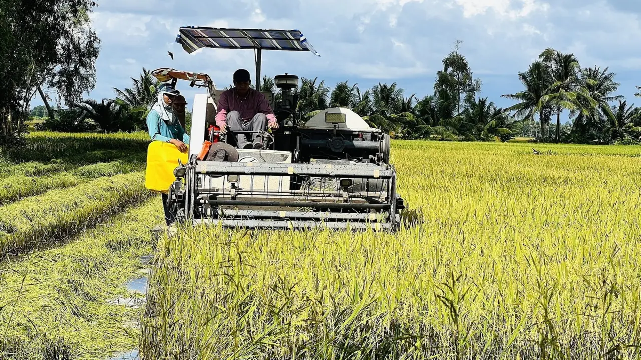 Doanh nghiệp còn nợ nông dân Cà Mau hơn 11 tỷ đồng tiền lúa