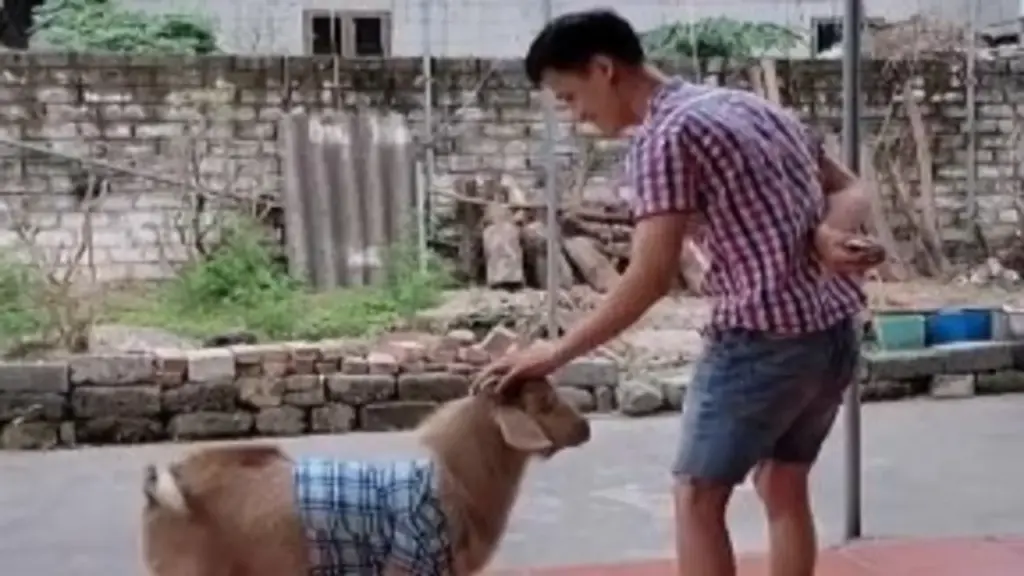 Được chàng trai Hải Phòng nuôi làm bạn, chú dê nhỏ hút triệu lượt xem