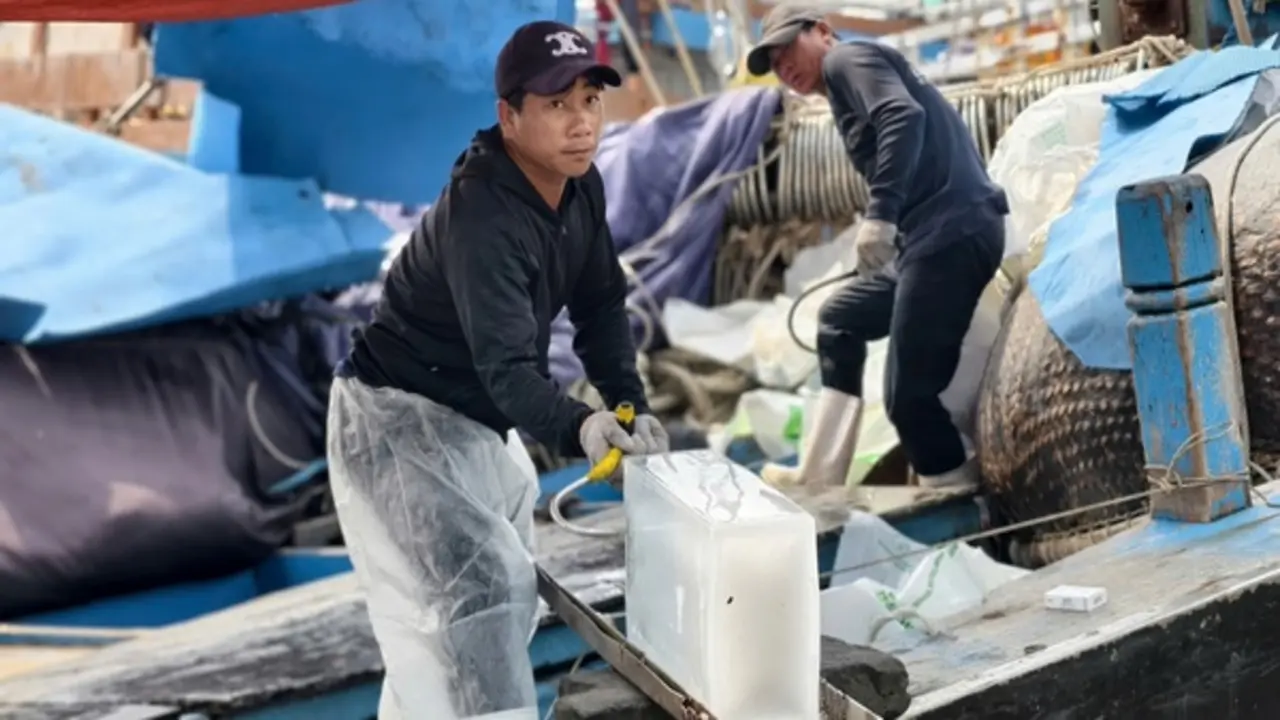 Giá dầu giảm, ngư dân Quảng Ngãi mạnh dạn vươn khơi