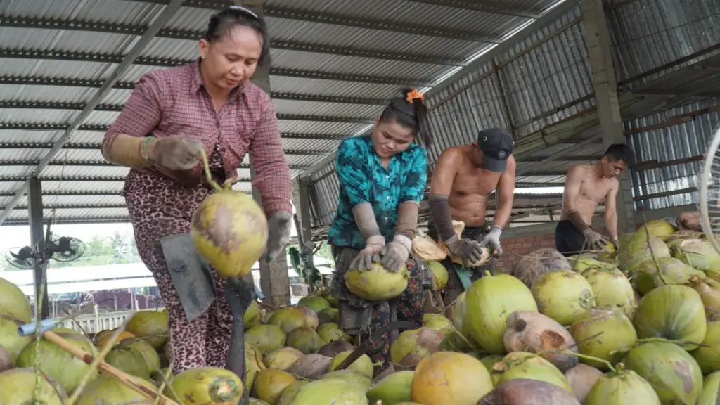 Giá dừa rớt, nông dân miền Tây than bán 1 trái chưa mua nổi ly trà đá