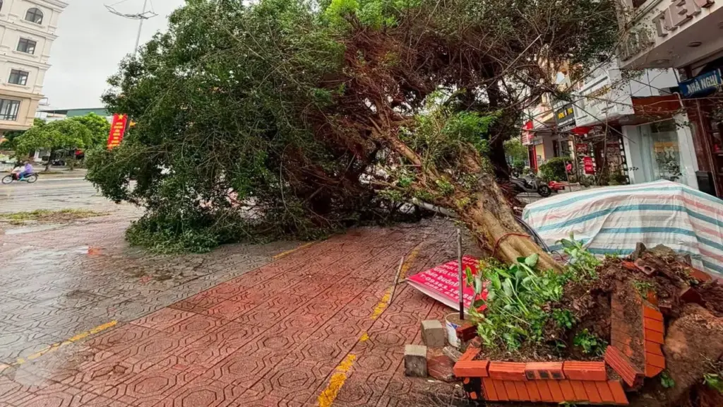 Gió bão Maysak quật đổ cây, thổi bay mái tôn ở Quảng Ninh