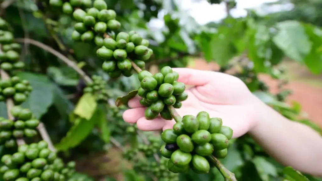 Giữa hội thảo tỉ đô về cà phê, một nông dân xin nói về... đất trồng