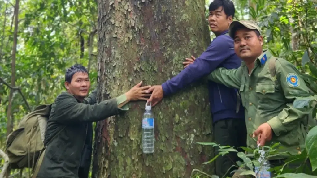 Giữa rừng nguyên sinh Gia Lai, lộ diện 4 cây kim giao núi khổng lồ