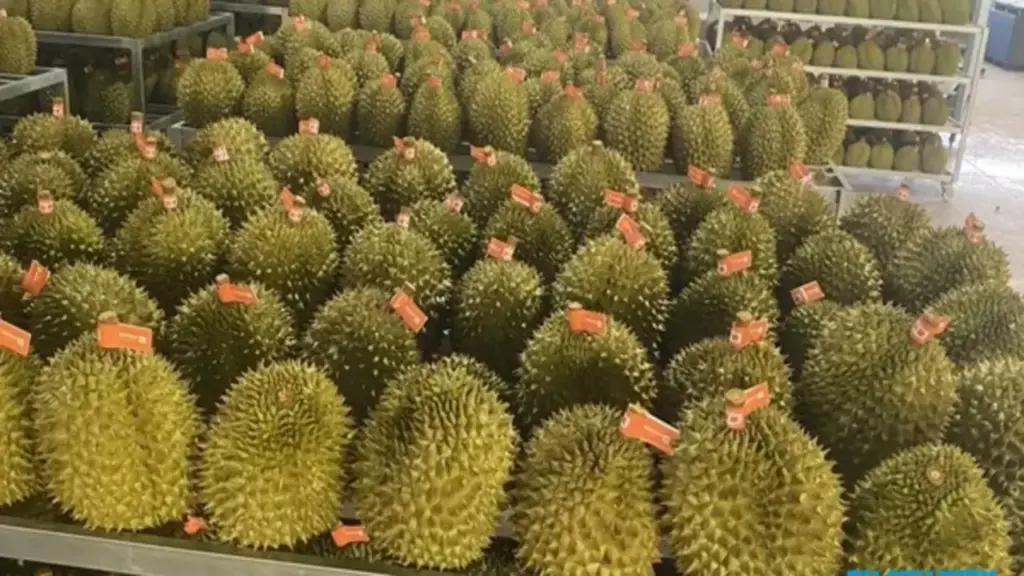 Hải quan khẩn cấp chỉ đạo thông quan sầu riêng trong ngày