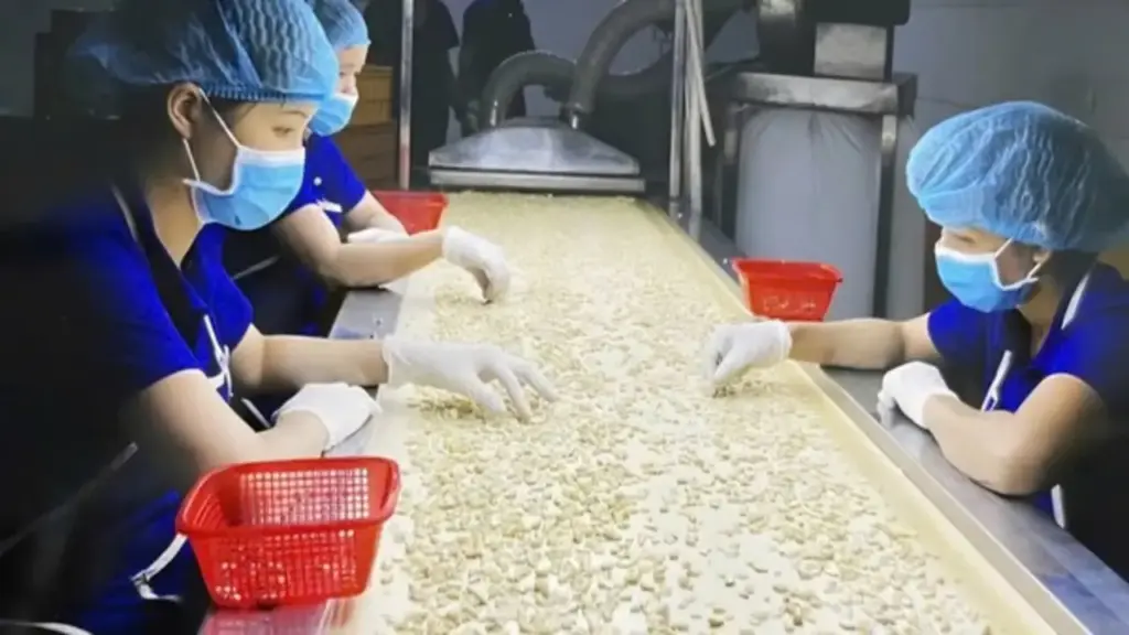 Hạt điều Việt và cuộc chuyển mình khỏi "lời nguyền gia công" - Kỳ 1: Thống lĩnh xuất khẩu, lép vế thương hiệu