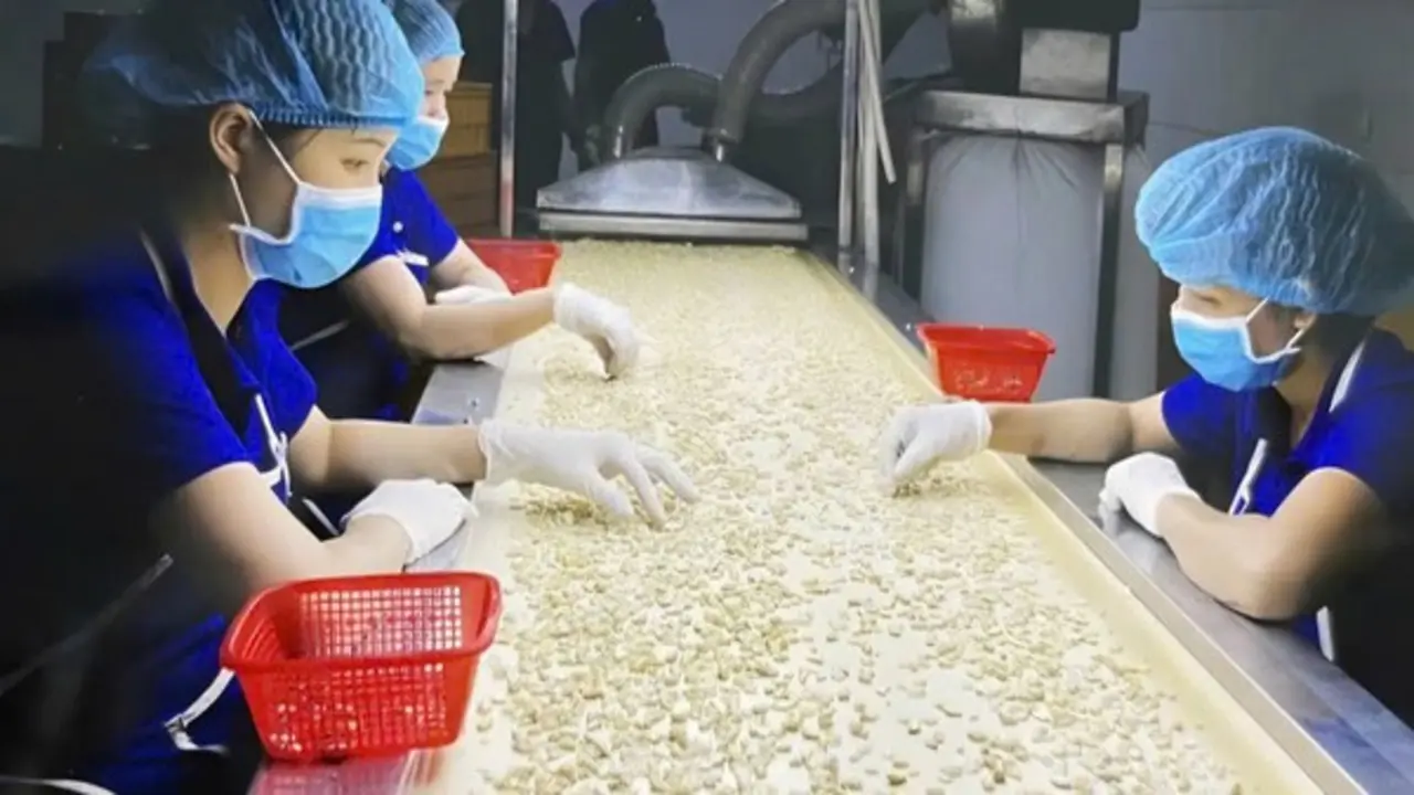 Hạt điều Việt và cuộc chuyển mình khỏi "lời nguyền gia công" - Kỳ 1: Thống lĩnh xuất khẩu, lép vế thương hiệu