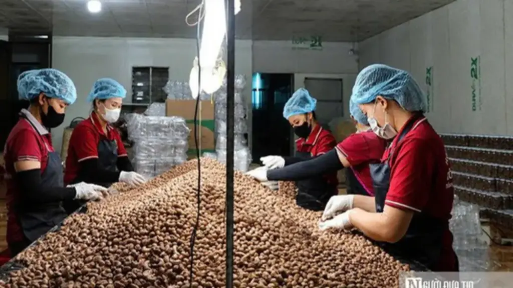 Hạt điều Việt và cuộc chuyển mình khỏi "lời nguyền gia công" - Kỳ cuối: Khẳng định thương hiệu, nâng tầm giá trị