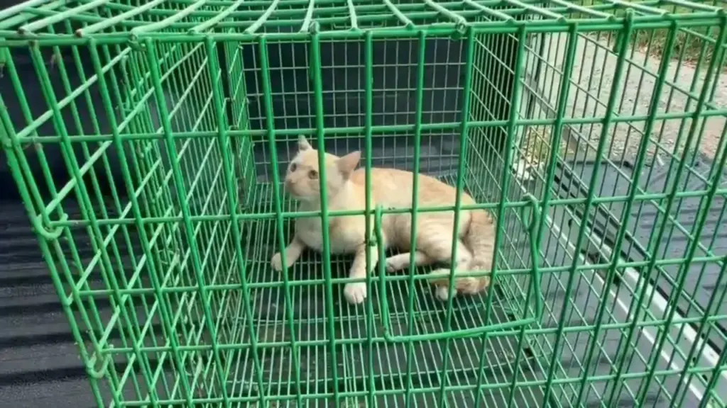 Hô hấp nhân tạo để 'hồi sinh' chú mèo bị xe tông, 2 tình nguyện viên nhận mưa lời khen
