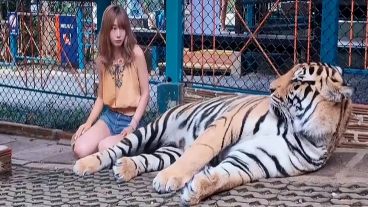 Hổ nằm im khi 'va chạm' ánh mắt người đẹp