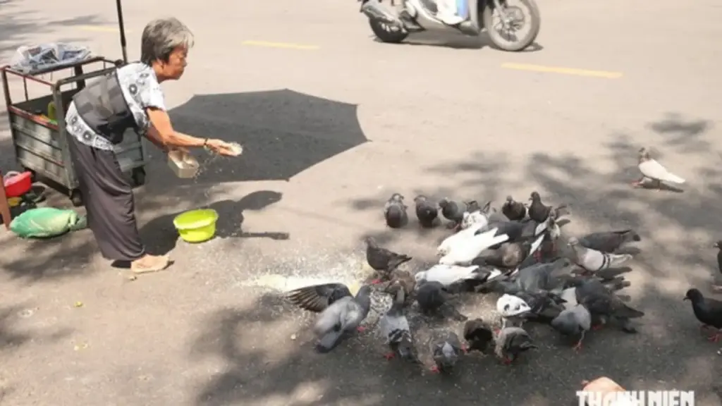 Hơn 10 năm gọi đàn bồ câu hoang là 'con', người phụ nữ thành 'mẹ' của đàn chim