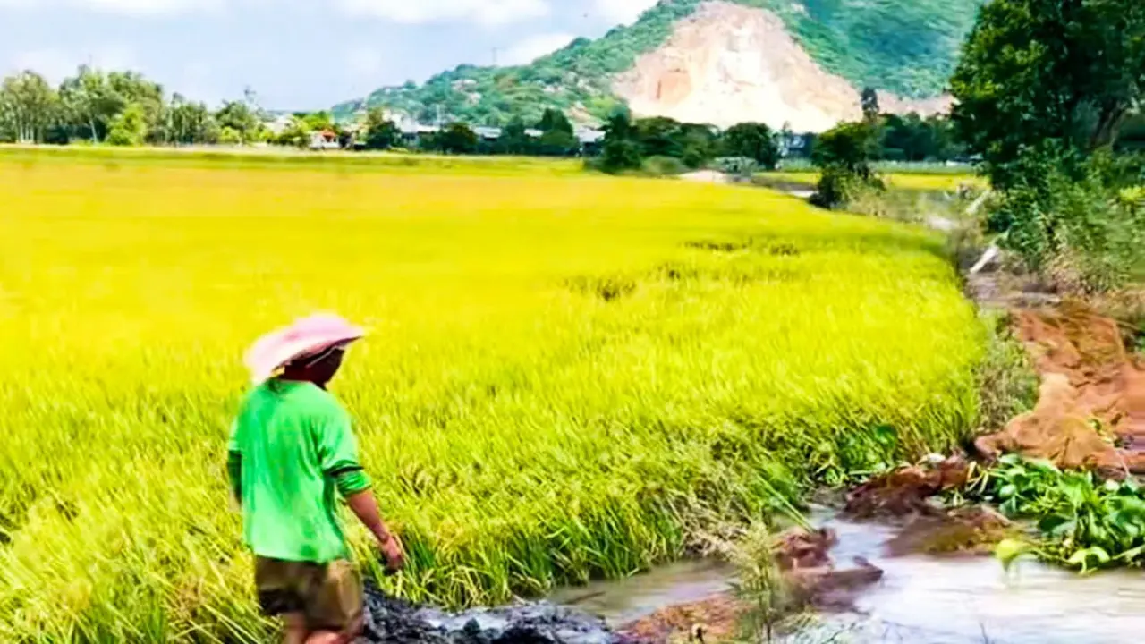 Hơn 1.000ha lúa hè thu 2026 ngoài đê ở An Giang có nguy cơ bị ngập nước
