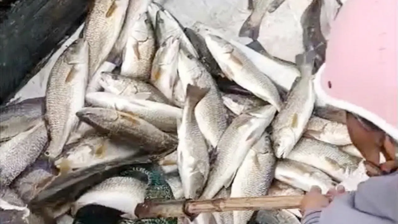 Hơn 22 tấn cá lồng bè trên sông Hiếu chết bất thường