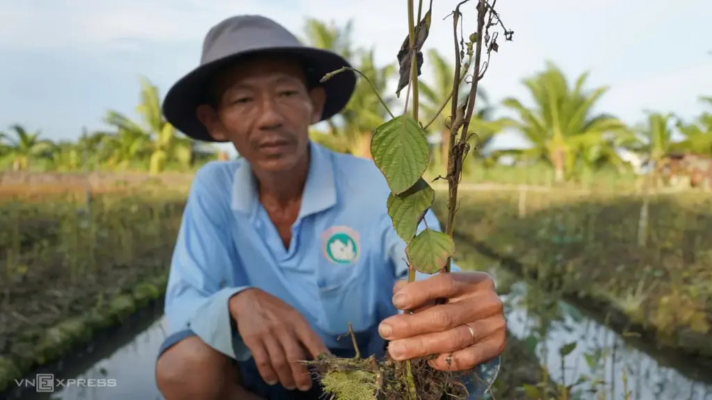 Hơn 300 ha rau màu chết héo bất thường