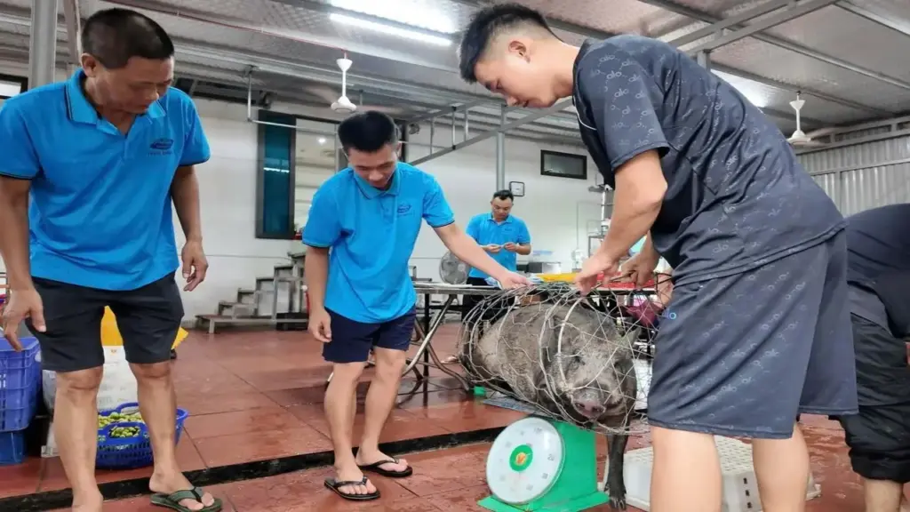 Khách ở lại do bão số 1, chủ khách sạn Quảng Ninh mổ lợn mời 50 người