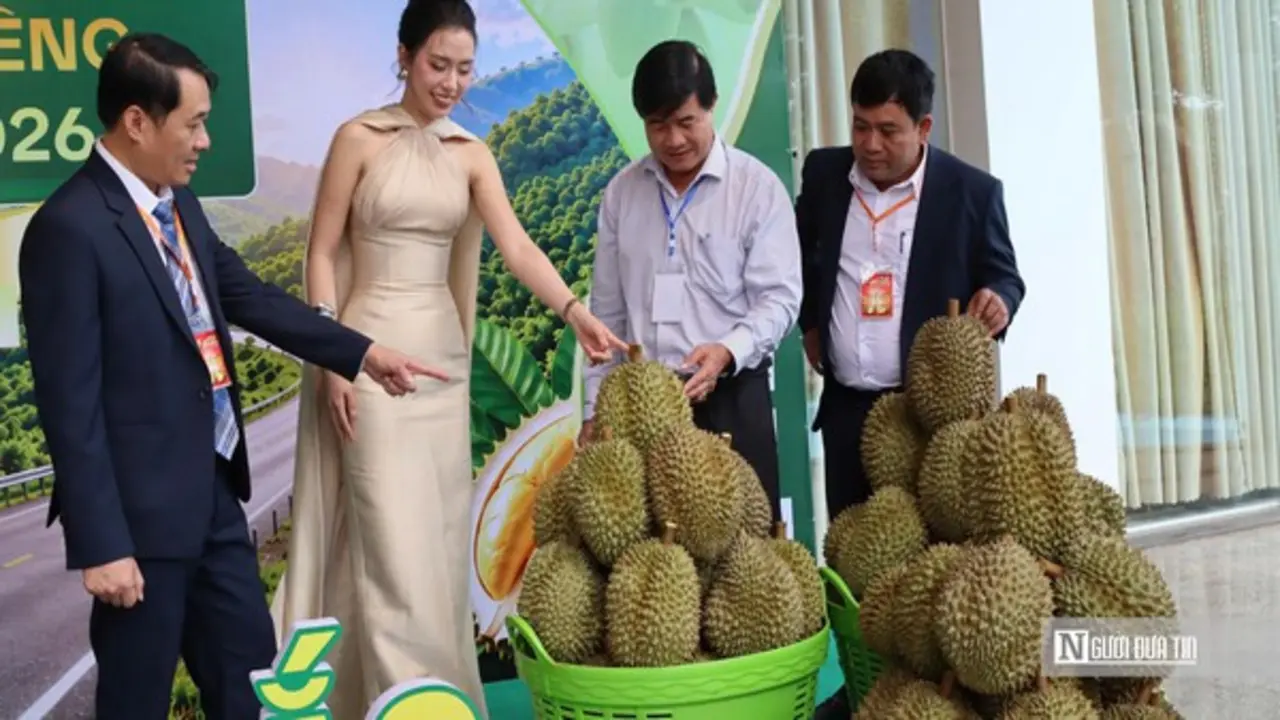 Lần đầu đấu giá sầu riêng tại vườn ở Đắk Lắk, doanh nghiệp trúng lô hàng 24 tỷ đồng