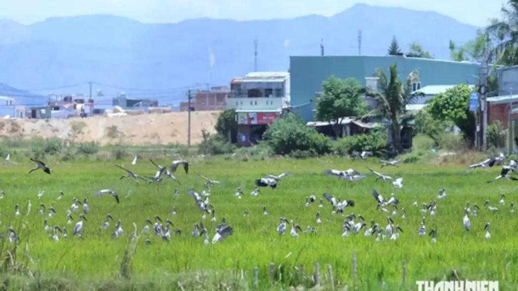 Lần đầu tiên, hàng trăm con cò nhạn quý hiếm xuất hiện ở Quy Nhơn Đông