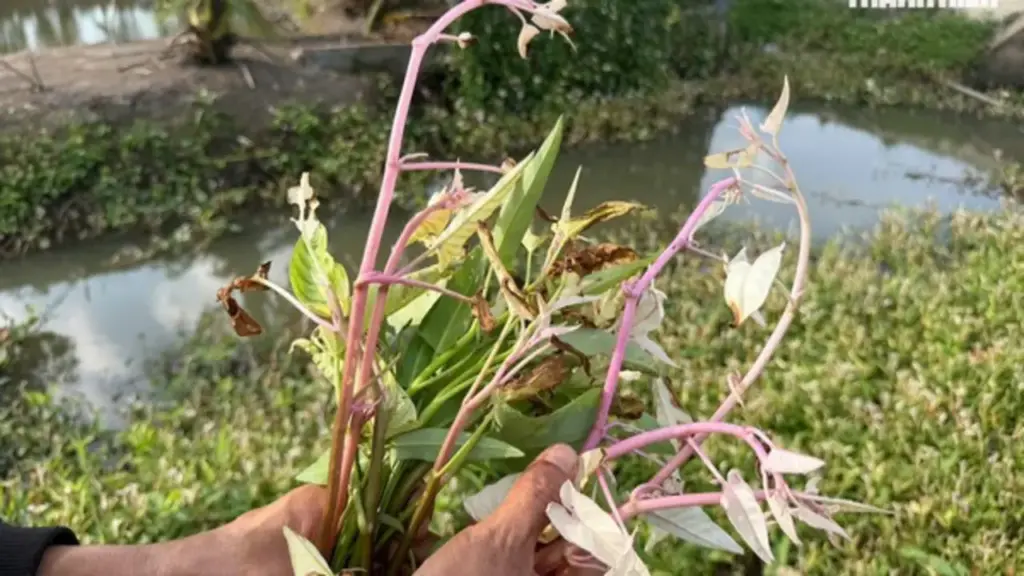 Lãnh đạo tỉnh Đồng Tháp chỉ đạo làm rõ nguyên nhân rau màu chết bất thường