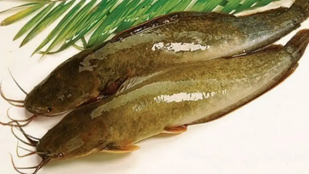 Loại cá có vẻ ngoài giản dị là cả một thế giới món ngon, rất giàu omega-3 và protein