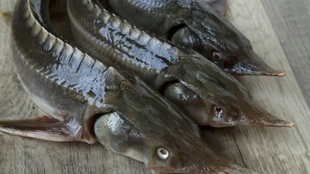 Loại cá có vẻ ngoài xấu xí nhưng lại là "kho báu dinh dưỡng": Thịt dày, ít tanh, giàu omega-3