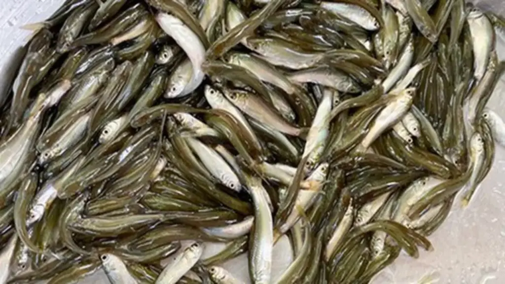 Loài cá nhỏ bé nhưng lại khiến bao thực khách phải mong chờ