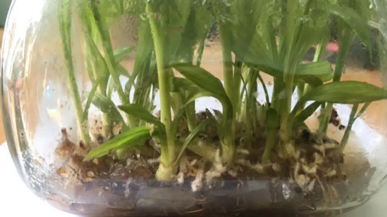 Loài cây dại mọc bờ rào xưa không ai "ngó", nay nửa triệu đồng/kg vẫn có người mua