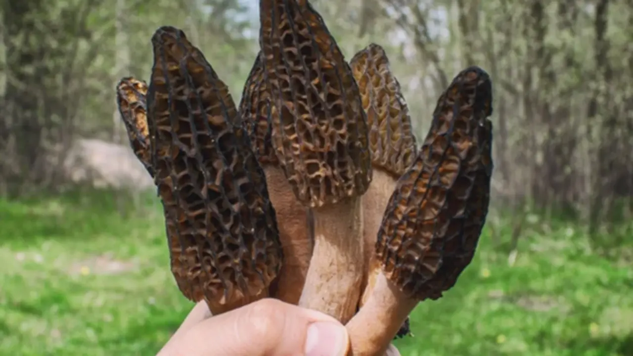 Loài cây mọc hoang ở Việt Nam, "trời Tây" bán 13 triệu đồng/kg