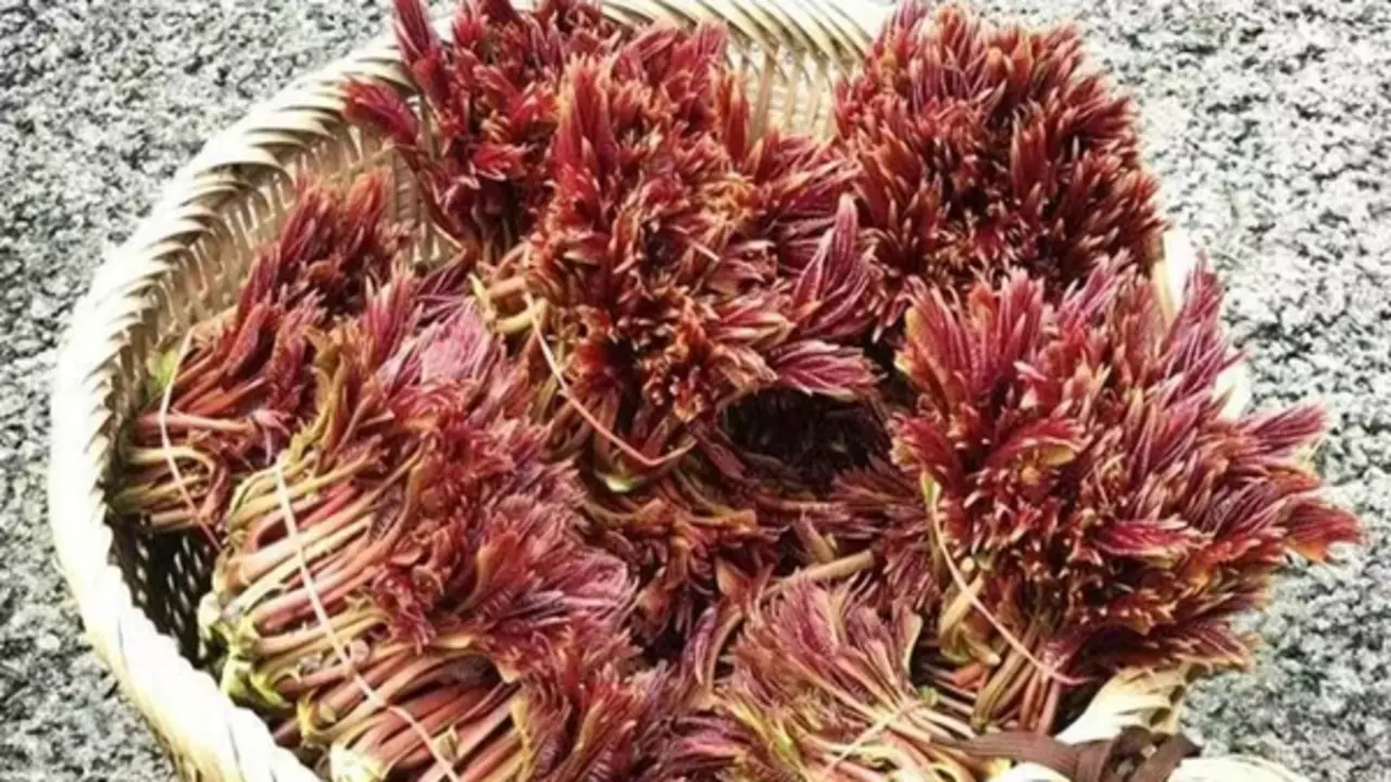 Loại cây quen thuộc ở Việt Nam được nước ngoài "săn đón", giá tới 800.000 đồng