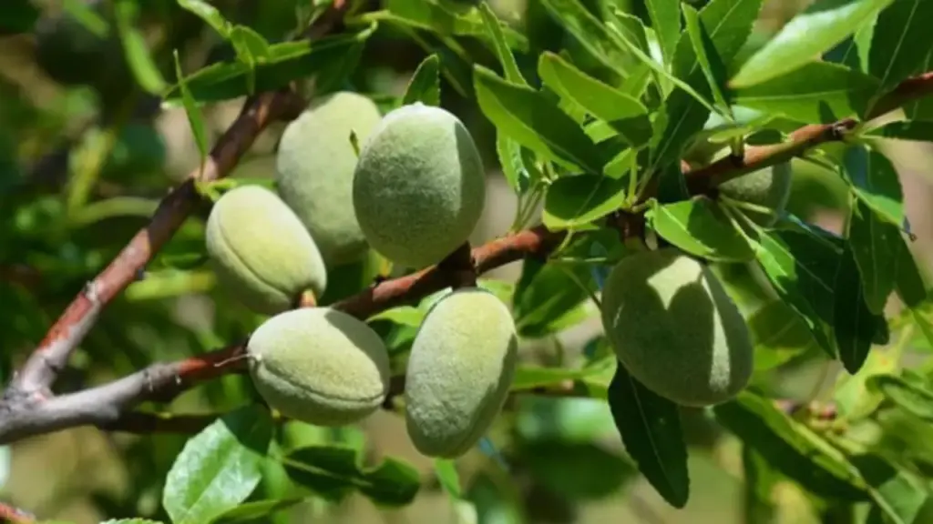 Loại hạt thuộc nhóm "tốt nhất thế giới", ở Việt Nam trồng bạt ngàn