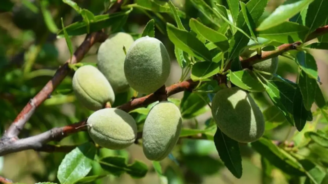 Loại hạt thuộc nhóm "tốt nhất thế giới", ở Việt Nam trồng bạt ngàn