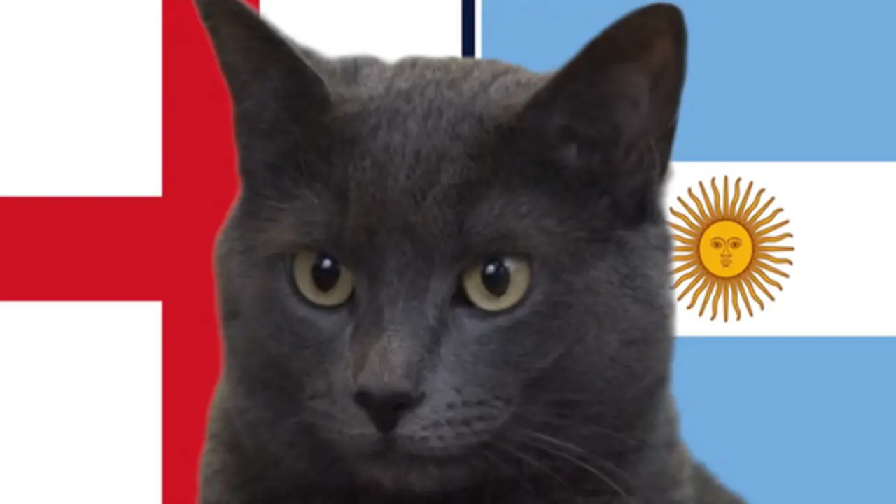 Mèo "tiên tri" dự đoán kết quả trận Argentina vs Anh: Messi tiếp tục tạo kỳ tích?