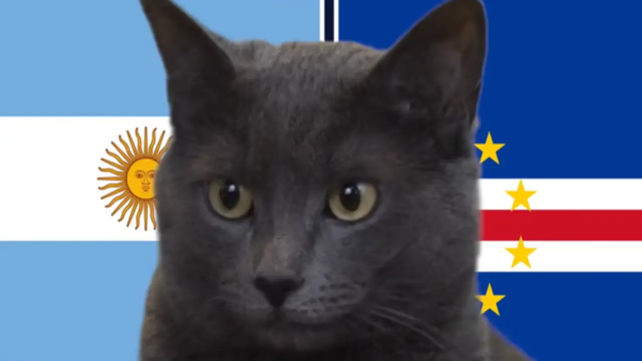 Mèo "tiên tri" dự đoán thế nào về kết quả trận Argentina vs Cape Verde?
