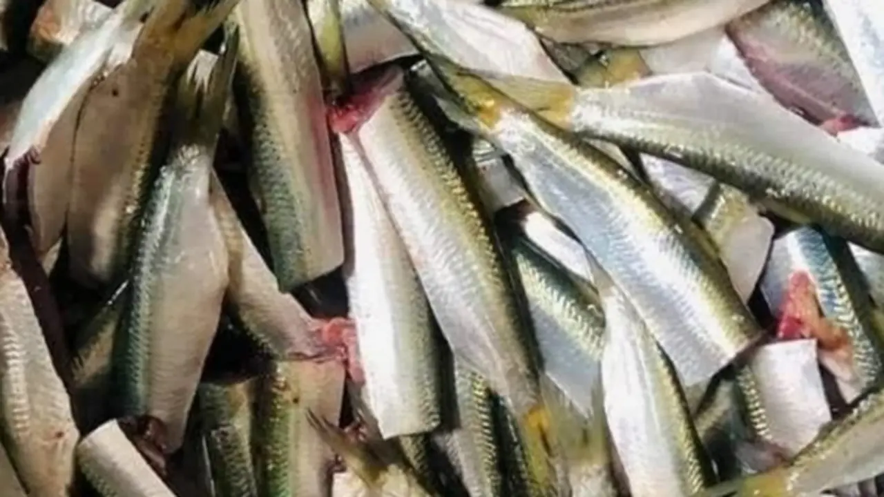 Mỹ đánh giá loại cá "tốt bậc nhất thế giới", người Việt gặp hàng ngày ngoài chợ