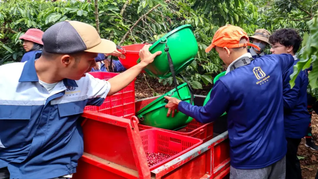 'Nâng chất' Robusta từ gốc: Để hạt cà phê Lâm Đồng được thế giới gọi tên