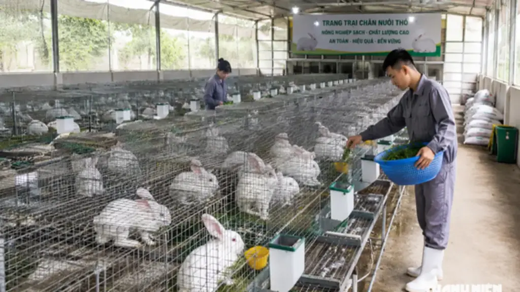 Người chăn nuôi thỏ kiến nghị được đối xử như chăn nuôi gà