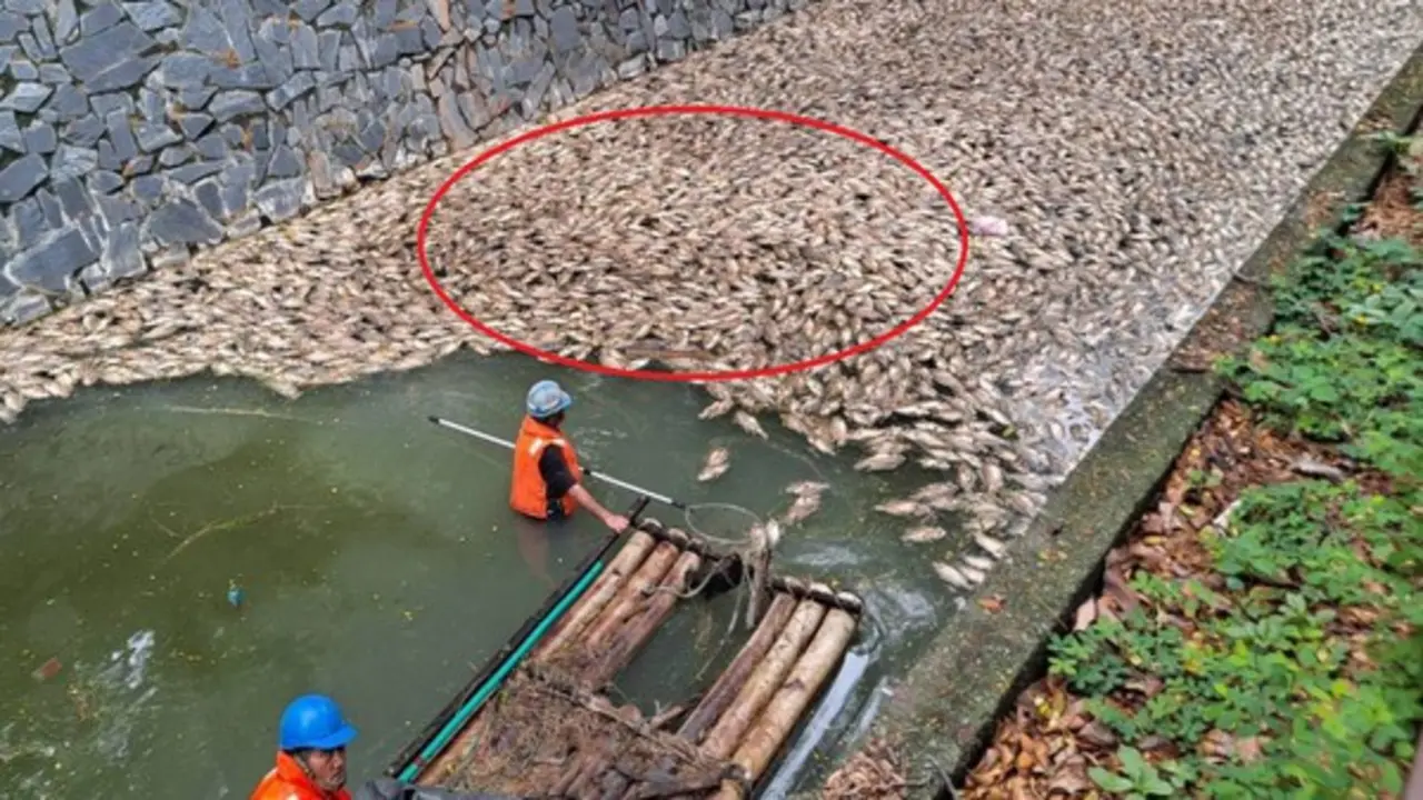 Người dân bàng hoàng khi chứng kiến cảnh tượng "nổi da gà" trên kênh