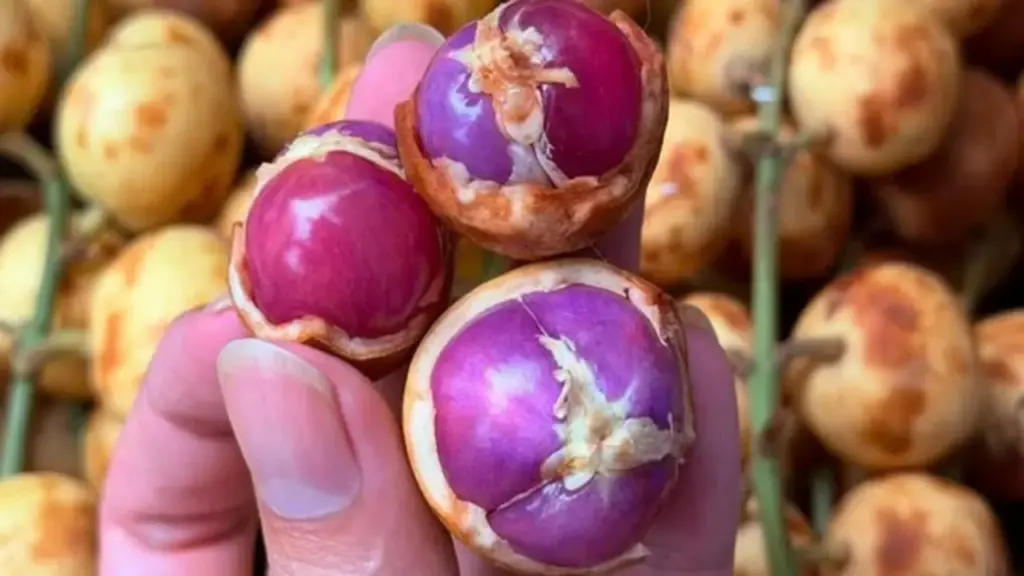 Nhiều người lần đầu thấy trái dâu da ruột tím giá 120.000 đồng/kg: Hương vị thế nào?