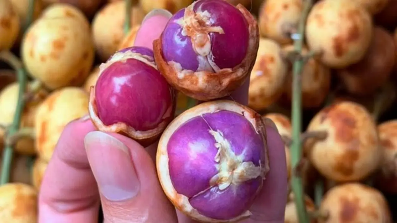 Nhiều người lần đầu thấy trái dâu da ruột tím giá 120.000 đồng/kg: Hương vị thế nào?