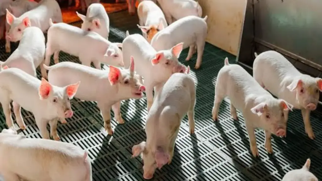 Nông nghiệp Hòa Phát bán hơn 200.000 con heo sau 6 tháng đầu năm
