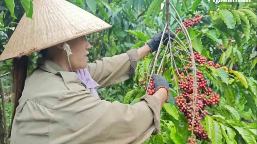 Nông sản xanh VN bắt đầu thu giá trị 'vàng'