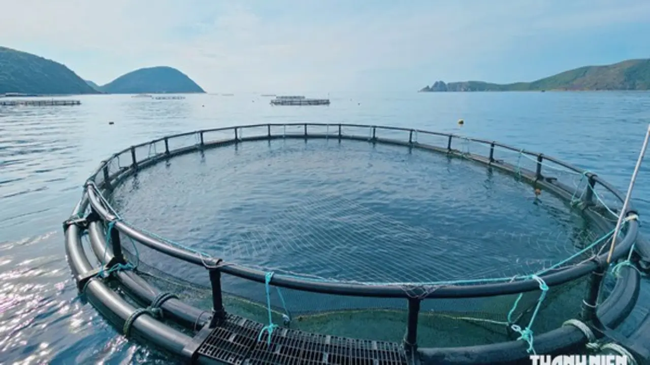 Nuôi biển Việt Nam 'truyền cảm hứng cho cả khu vực'