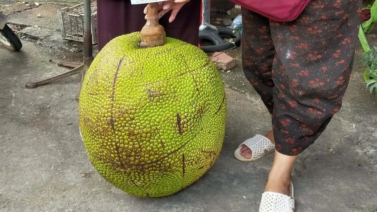 Quả mít khổng lồ nặng 53kg ở Lạng Sơn, cả chợ đổ đến xem