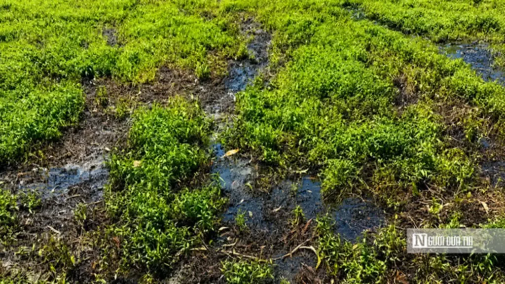 Rau màu bất ngờ cháy lá, vàng úa, nông dân Đồng Tháp mất ăn, mất ngủ