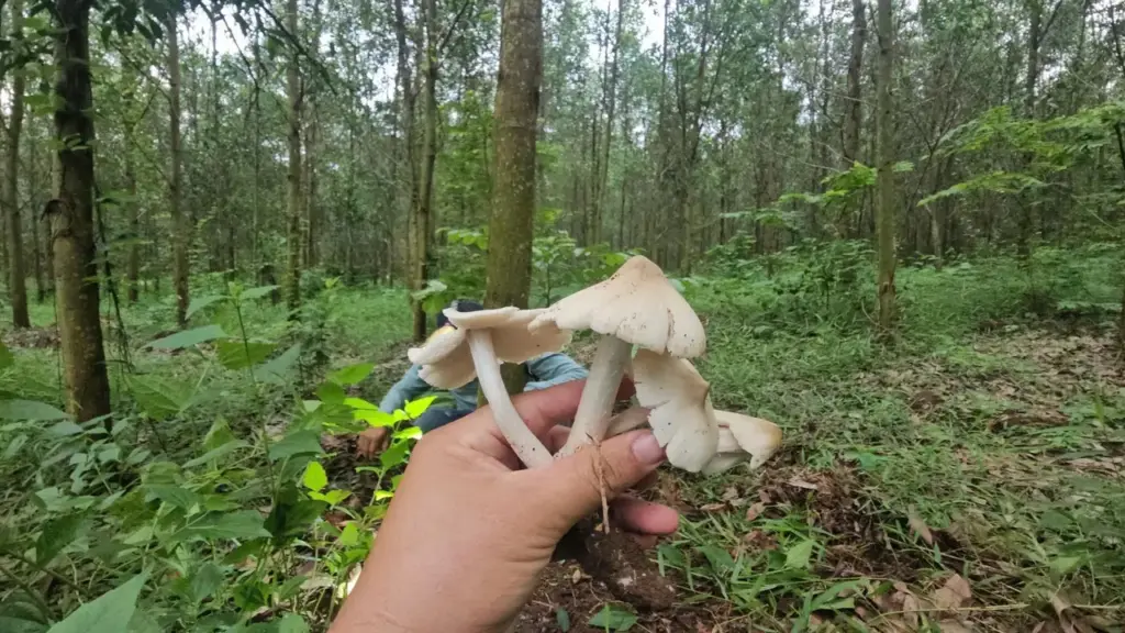 Săn nấm mối, kiếm tiền triệu đầu mùa mưa ở Đồng Nai