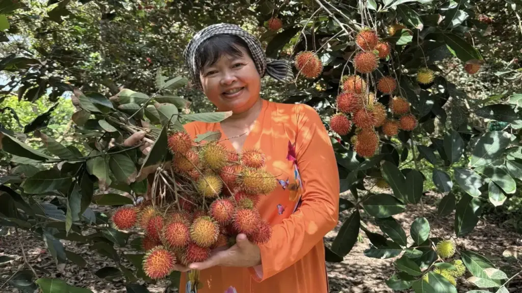 Sầu riêng, chôm chôm, măng cụt miền Tây đồng loạt rớt giá, nhà vườn than 'làm cả năm không công'