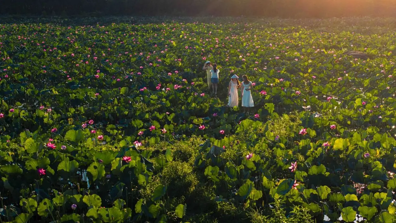 Sen nở rộ ngoại ô Đà Nẵng