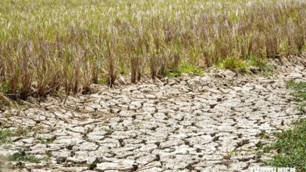 'Siêu El Nino' có thể gây thiệt hại 350.000 ha lúa đông xuân 2026 ở ĐBSCL