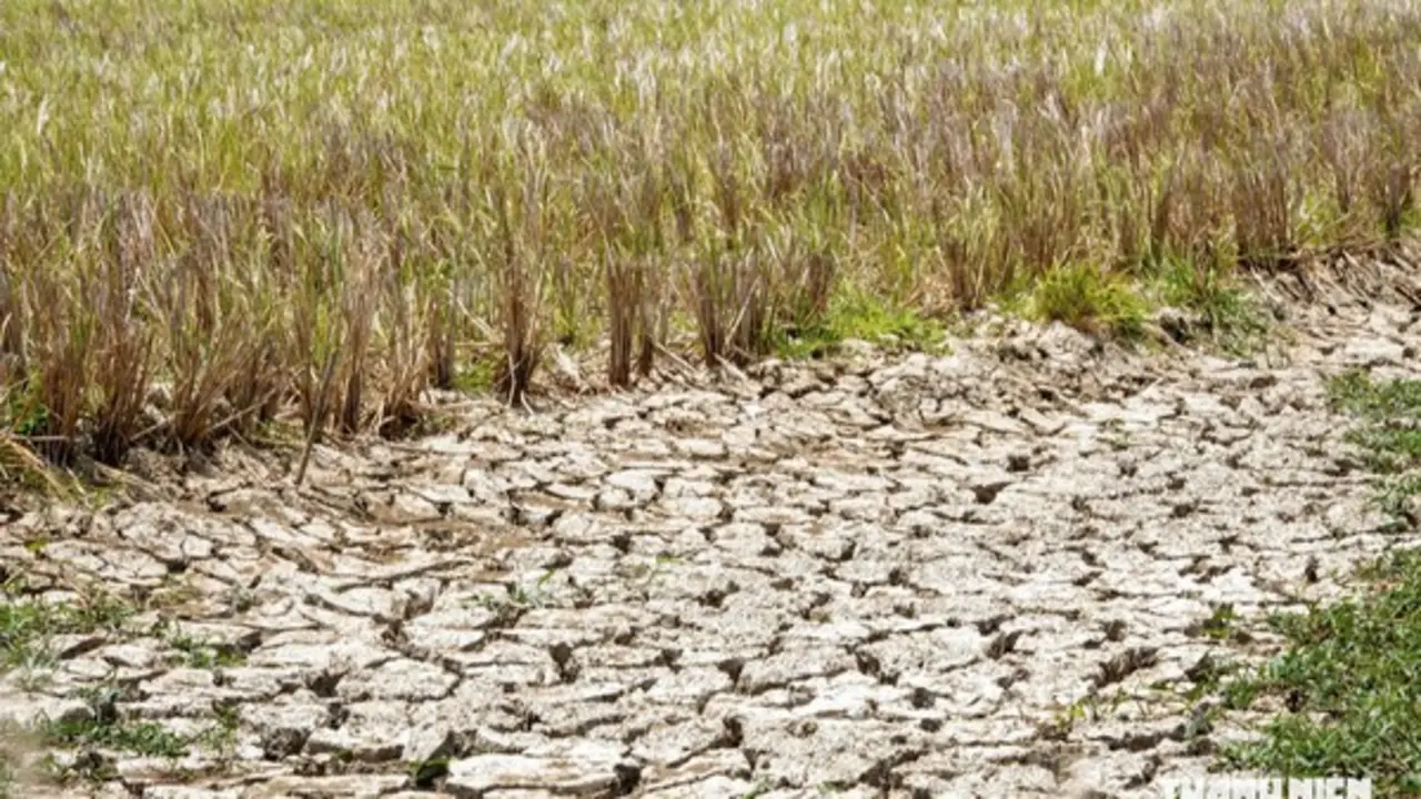 'Siêu El Nino' có thể gây thiệt hại 350.000 ha lúa đông xuân 2026 ở ĐBSCL