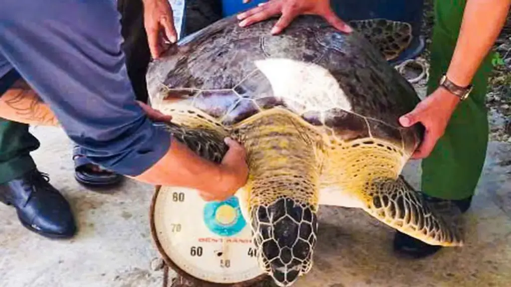 Thả con vích nặng hơn 50kg về lại biển