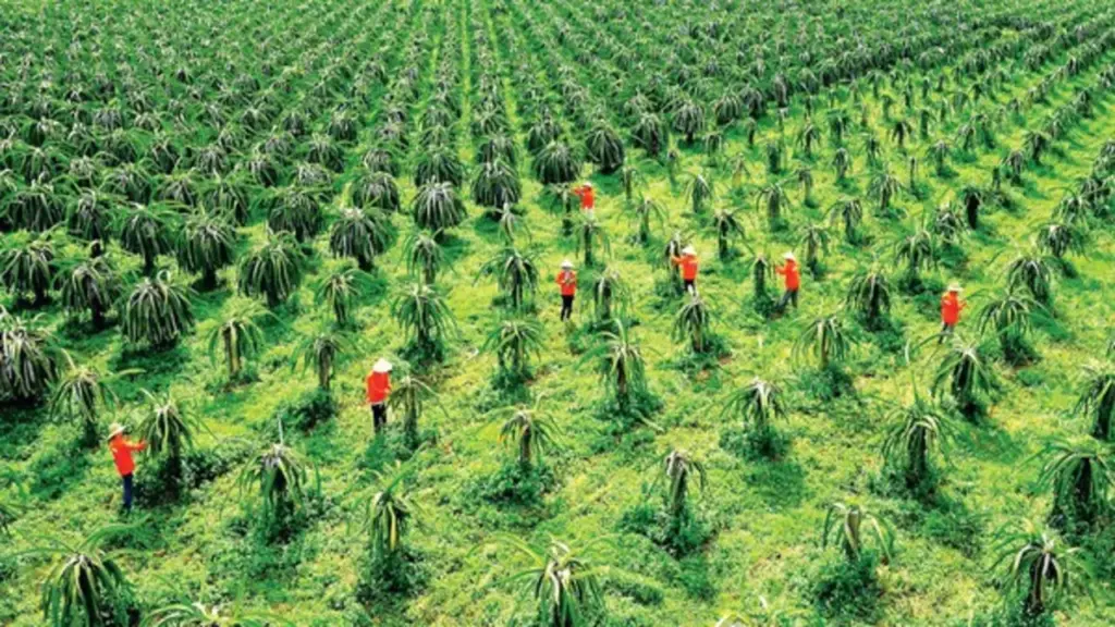 Thanh long Lâm Đồng vào vụ, giá lao dốc: Nhà vườn chỉ còn "lời tiền công"